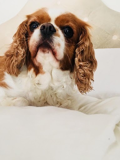 Meet Molly the Dog